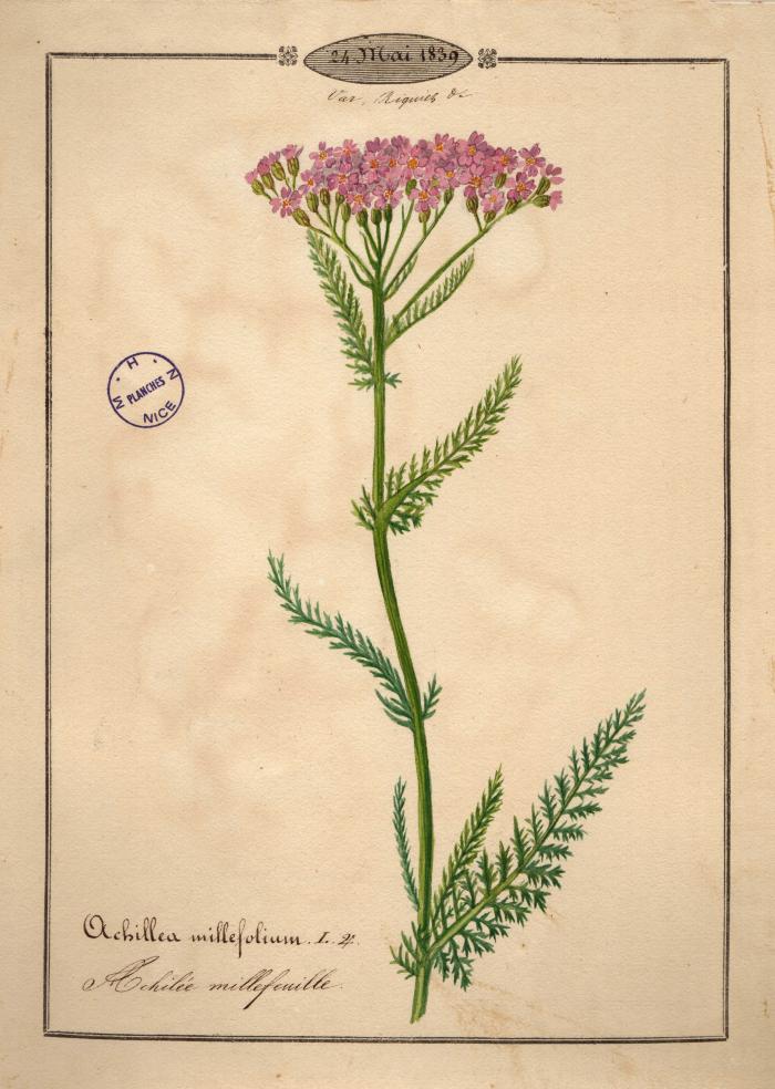 Achillée millefeuille ou millefeuille. aquarelle de Vincent Fossat, 1839. Muséum d'histoire Naturelle (Nice)