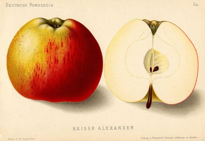 Pomme Grand Alexandre. Deustche Pomologie